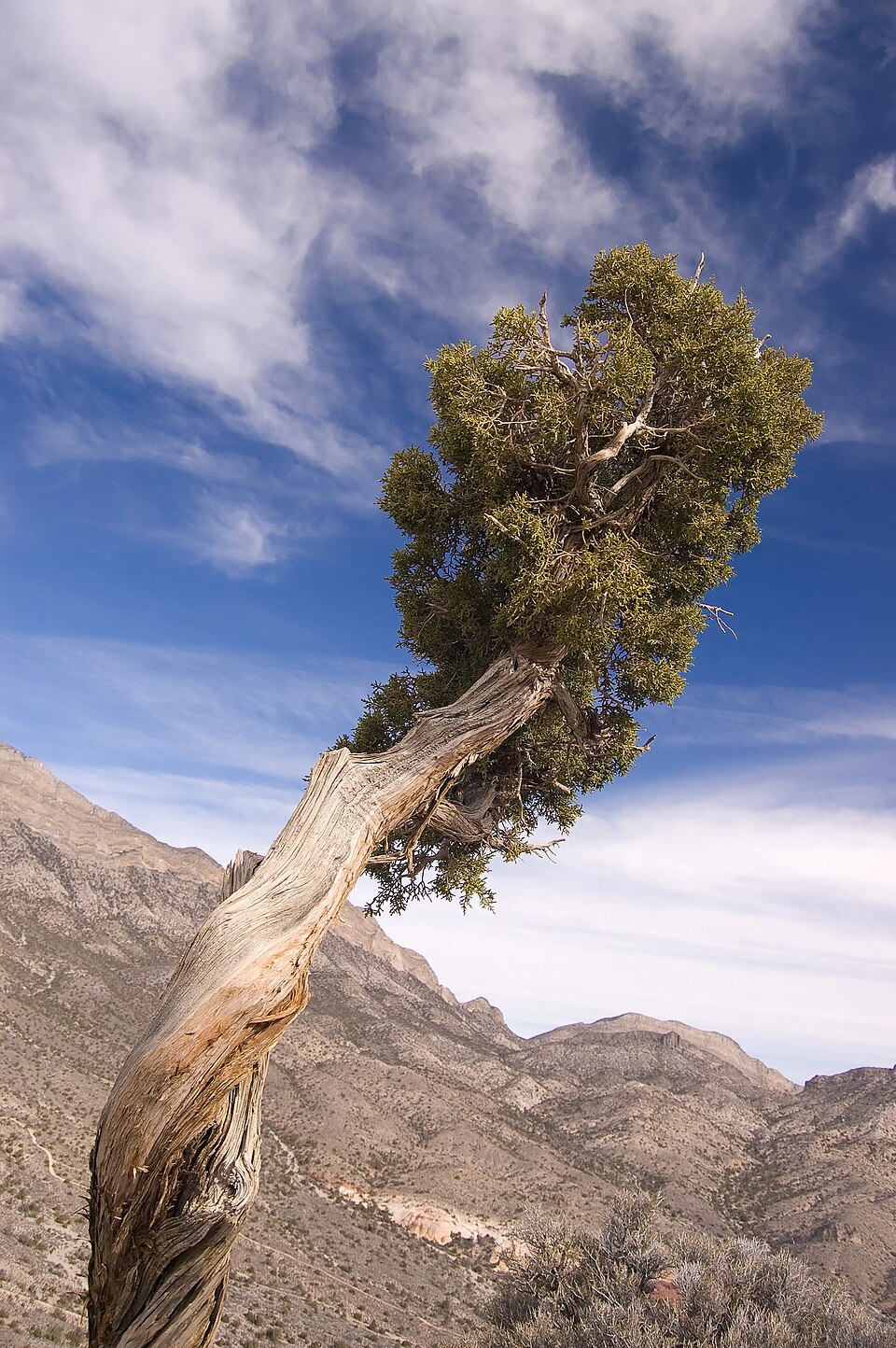 Utah Juniper (Juniperus osteosperma) mature tree with characteristic twisted trunk and rounded crown in canyon country landscape