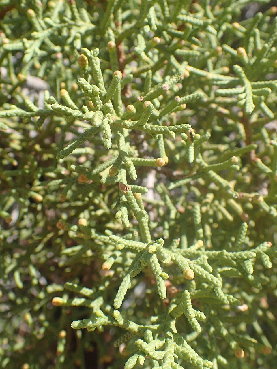 Utah Juniper (Juniperus osteosperma) foliage and berry cones showing blue-gray scaly leaves and ripe juniper berries