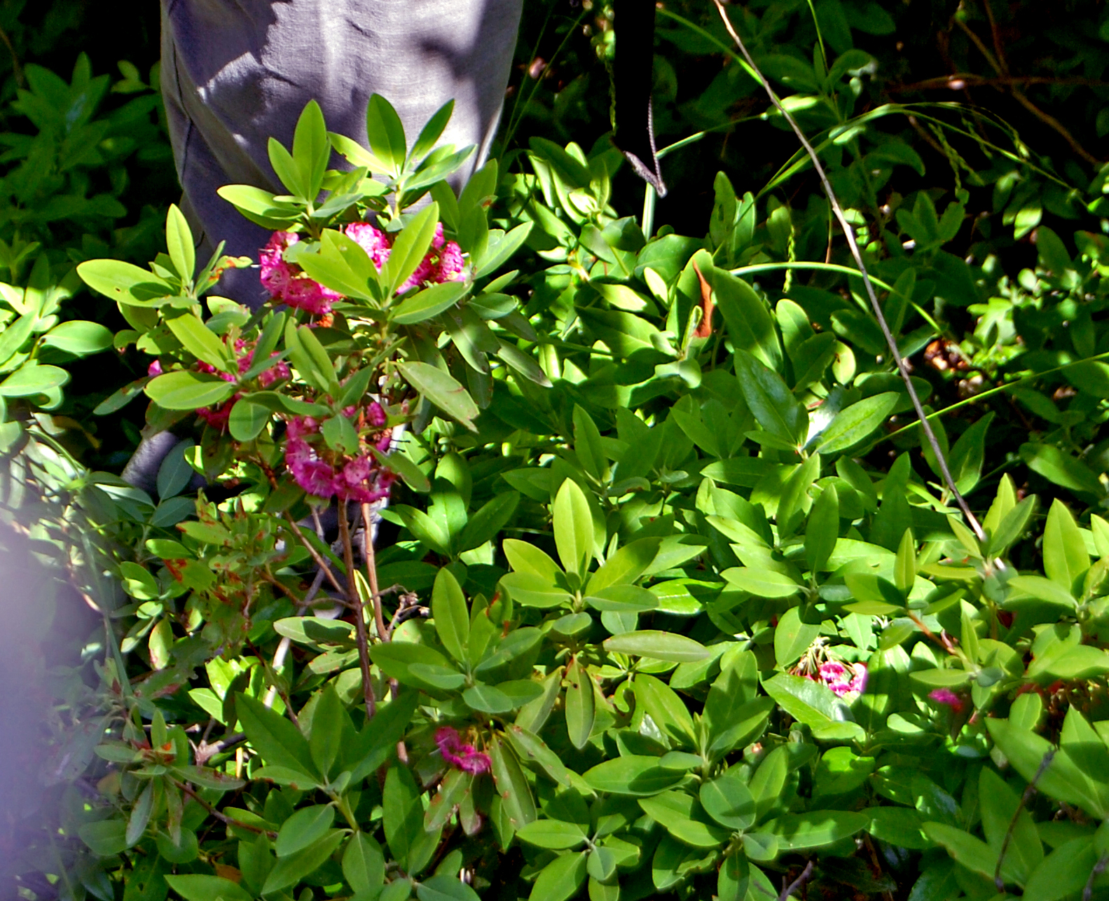 Lambkill (Kalmia angustifolia) clusters of vivid pink to magenta saucer-shaped flowers