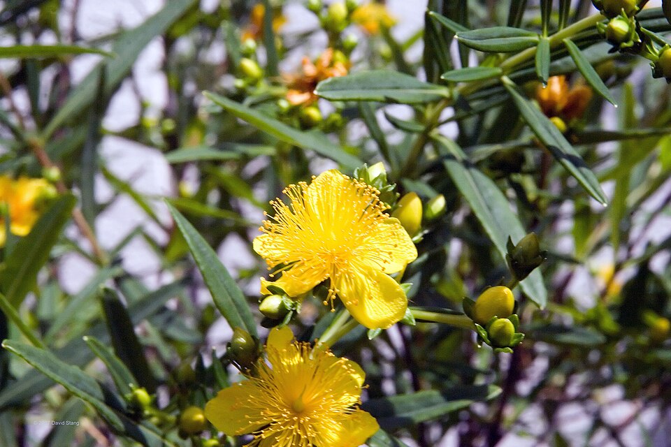 Kalm's St. John's Wort (Hypericum kalmianum) close-up showing golden yellow flowers with prominent stamens