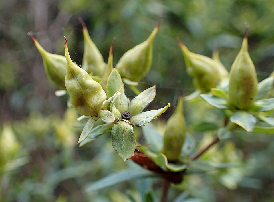 Kalm's St. John's Wort (Hypericum kalmianum) full shrub showing compact mounded form with yellow flowers