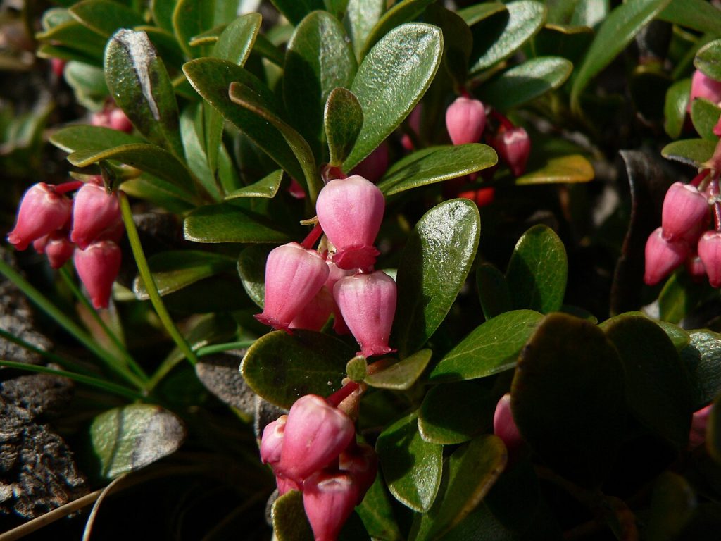 Kinnikinnik (Arctostaphylos uva-ursi) - PlantNative.org Pink urn-shaped flowers of Kinnikinnik (Arctostaphylos uva-ursi)