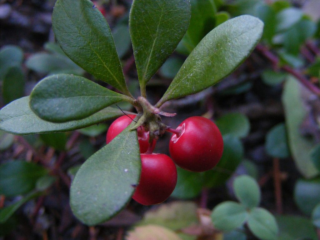 Kinnikinnik (Arctostaphylos uva-ursi) - PlantNative.org Red berries and evergreen leaves of Kinnikinnik (Arctostaphylos uva-ursi)