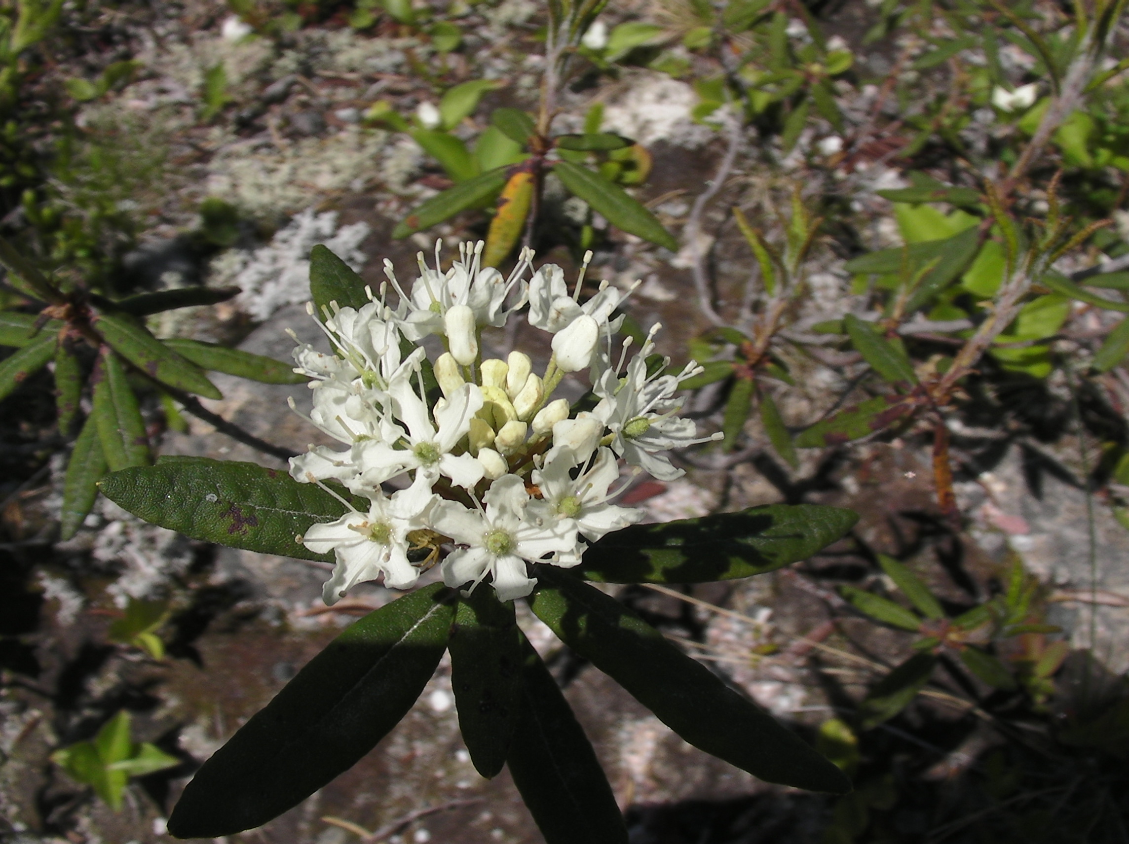 Labrador Tea (Ledum groenlandicum) shrub growing in natural sphagnum bog habitat