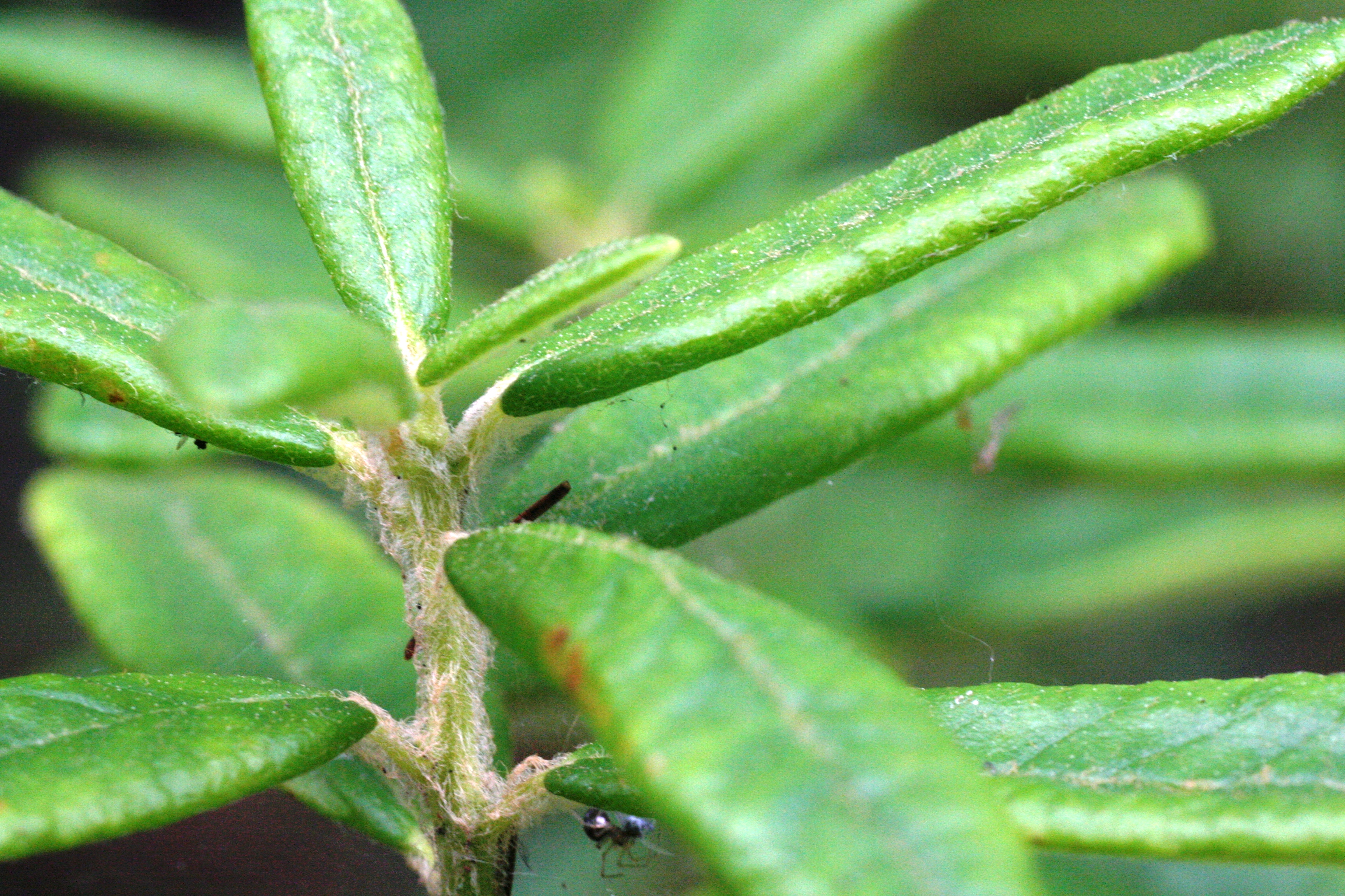 Labrador Tea (Ledum groenlandicum) showing clusters of white flowers and leathery aromatic leaves