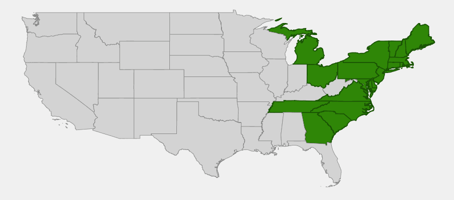 Native range map of Lambkill (Kalmia angustifolia) across northeastern United States