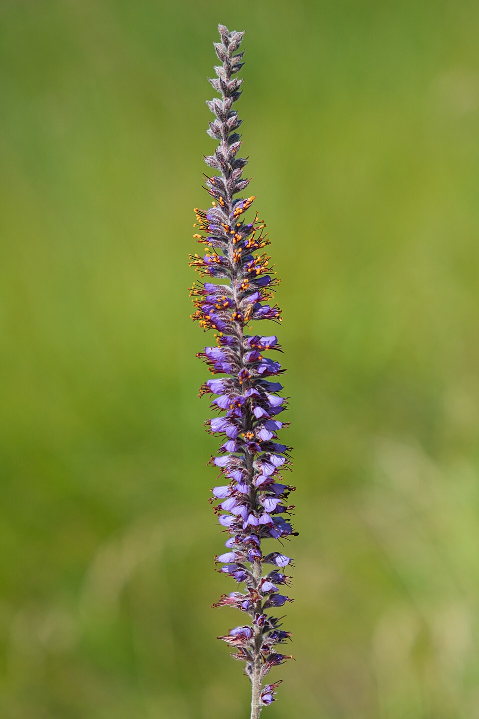 Leadplant (Amorpha canescens)