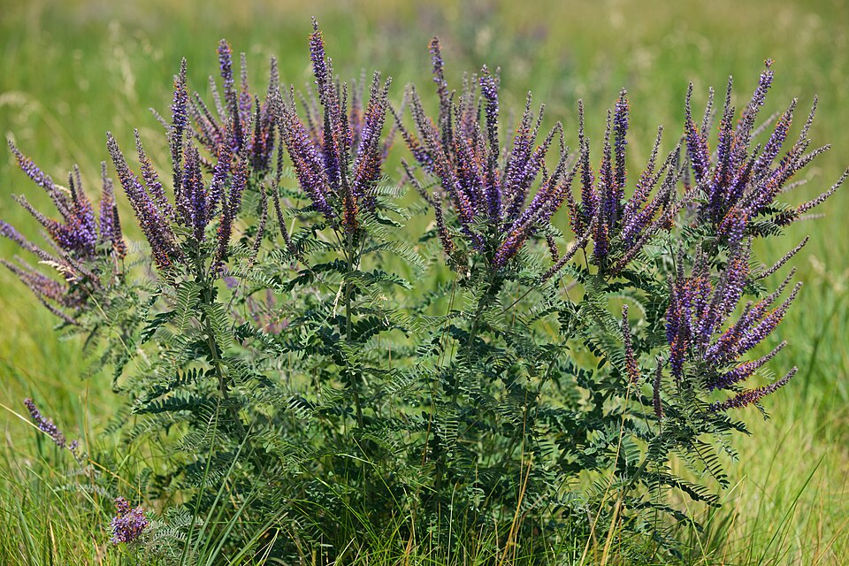 Leadplant (Amorpha canescens) - PlantNative.org Leadplant (Amorpha canescens) detail