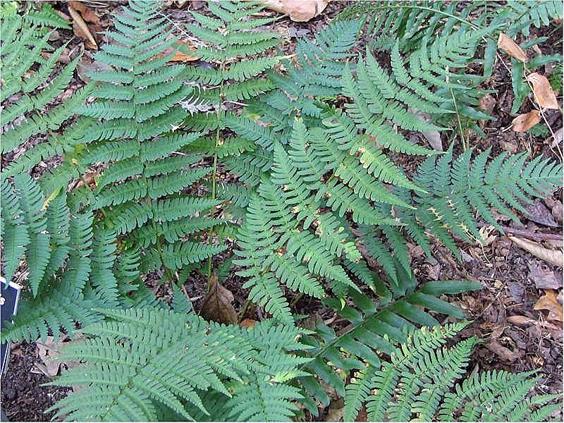Leatherwood Fern (Dryopteris marginalis) - PlantNative.org Leatherwood Fern (Dryopteris marginalis) showing the characteristic dark green, leathery evergreen fronds in woodland setting