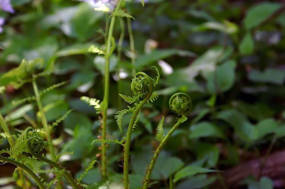 Leatherwood Fern (Dryopteris marginalis) - PlantNative.org Leatherwood Fern (Dryopteris marginalis) pinnule detail showing the characteristic marginal sori near leaflet edges