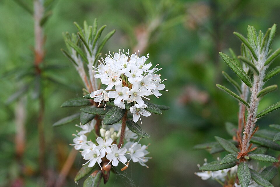 Labrador Tea (Ledum groenlandicum) flower cluster close-up showing white flowers with extended stamens
