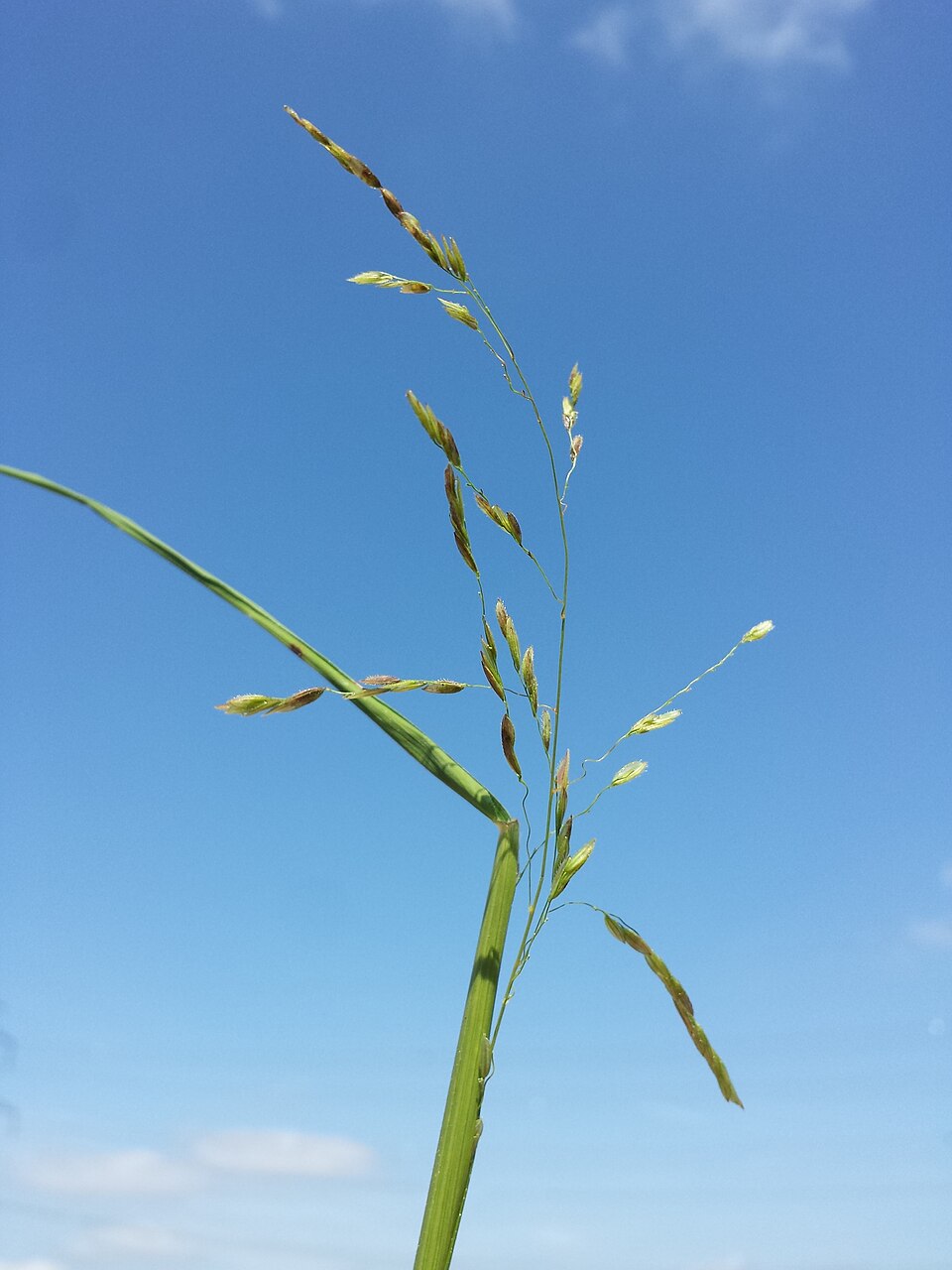 Rice Cut Grass (Leersia oryzoides) - PlantNative.org Rice Cut Grass (Leersia oryzoides) showing flat yellow-green leaves and delicate panicle inflorescence in wetland habitat