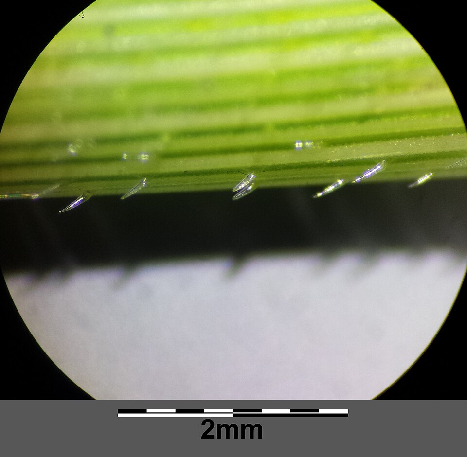 Rice Cut Grass (Leersia oryzoides) - PlantNative.org Rice Cut Grass (Leersia oryzoides) close-up showing yellow-green leaf blades and panicle seed heads