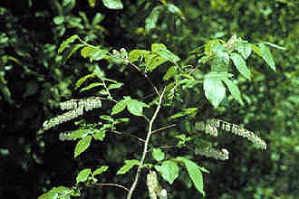 Fetterbush (Leucothoe racemosa) - PlantNative.org Fetterbush (Leucothoe racemosa) showing racemes of white bell-shaped flowers