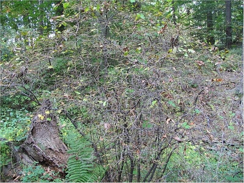 Fetterbush (Leucothoe racemosa) - PlantNative.org Fetterbush (Leucothoe racemosa) flowers in detail showing bell-shaped individual blooms