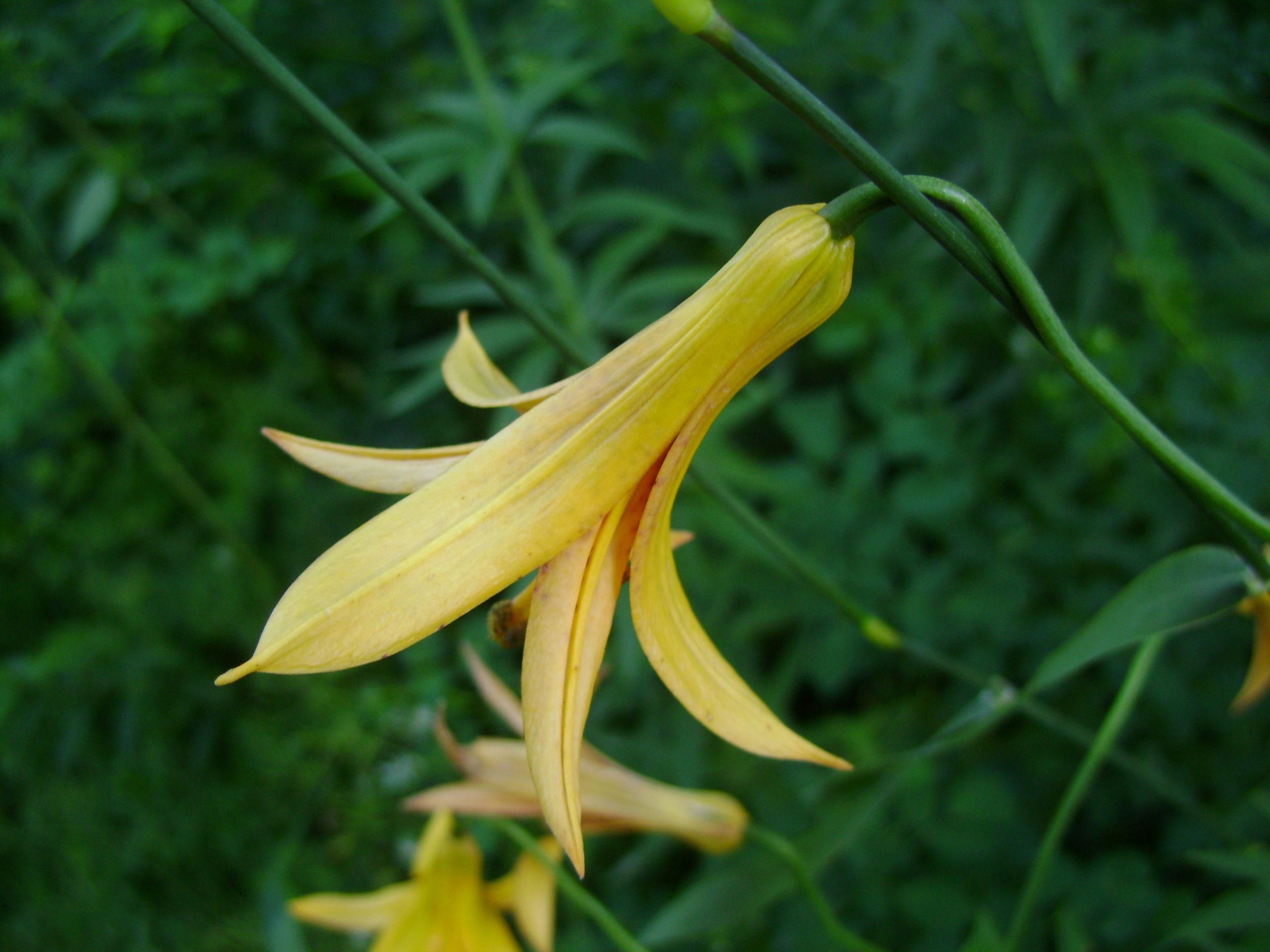Canada Lily (Lilium canadensis)