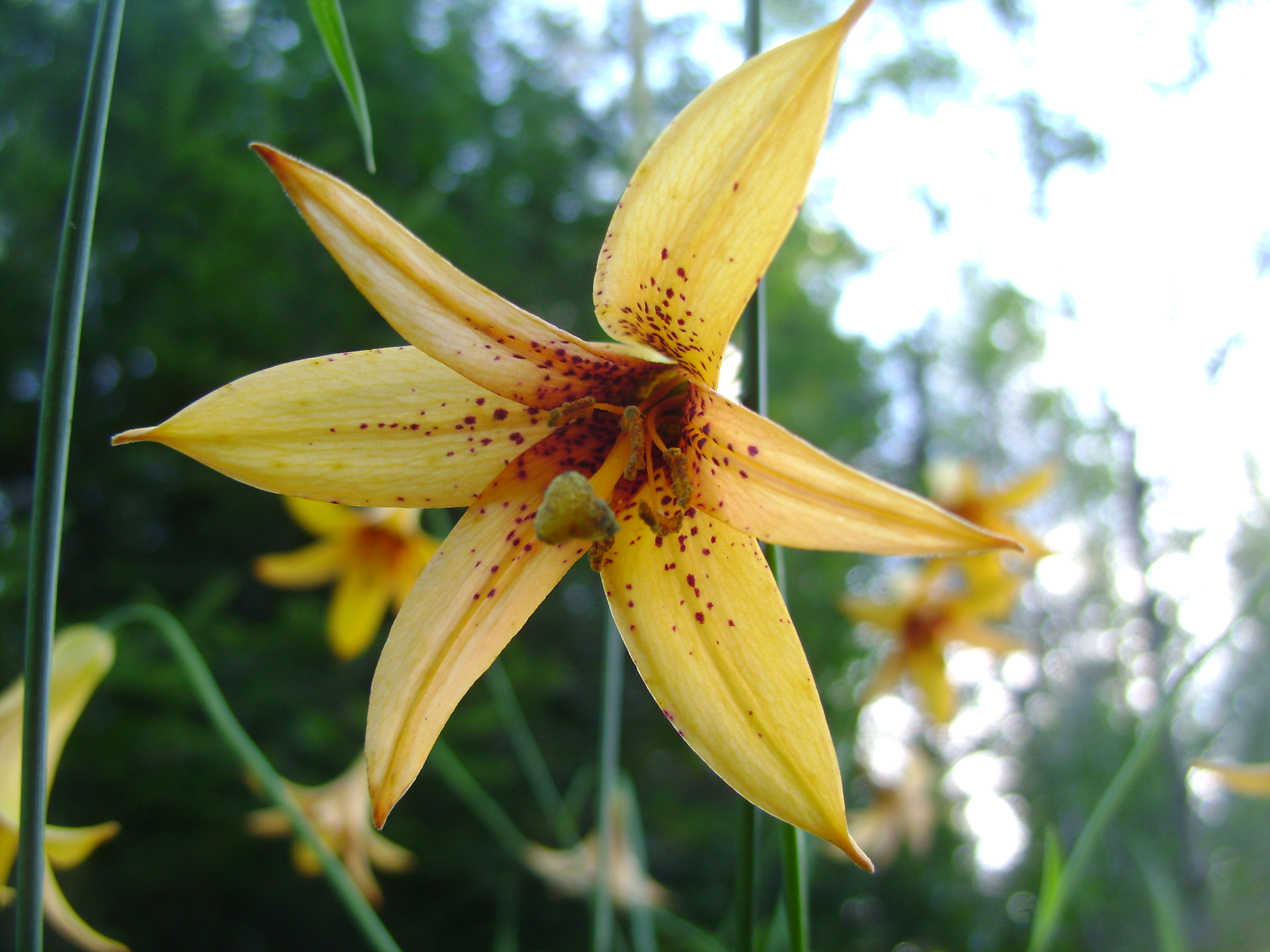 Canada Lily (Lilium canadensis) showing recurved spotted tepals and prominent stamens