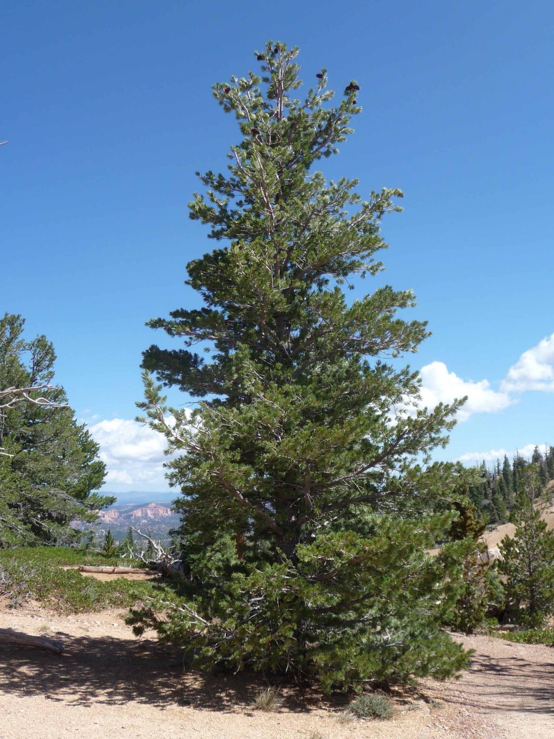 Limber Pine (Pinus flexilis)