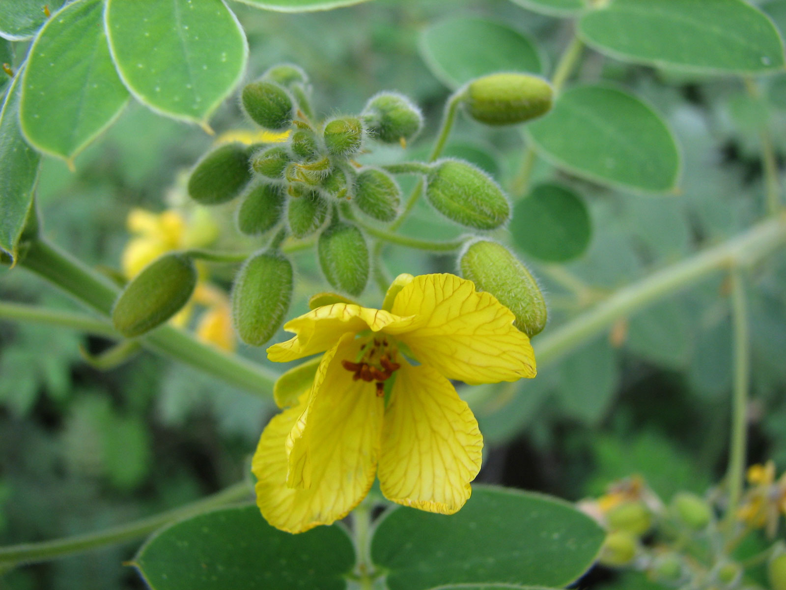 Lindheimer Senna (Senna lindheimeriana) with bright yellow flowers and velvety green leaves