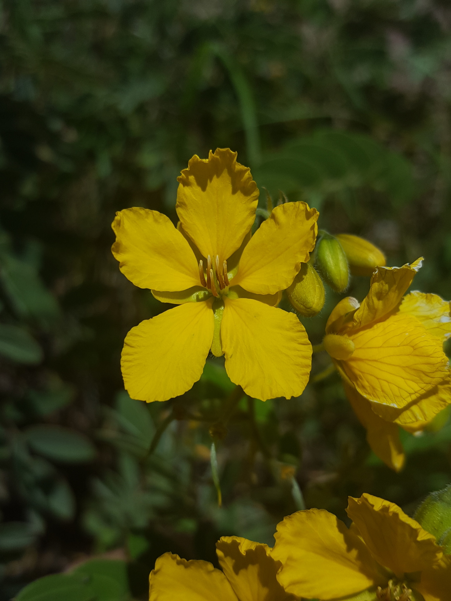 Lindheimer Senna (Senna lindheimeriana) showing bright yellow flower clusters and velvety leaves