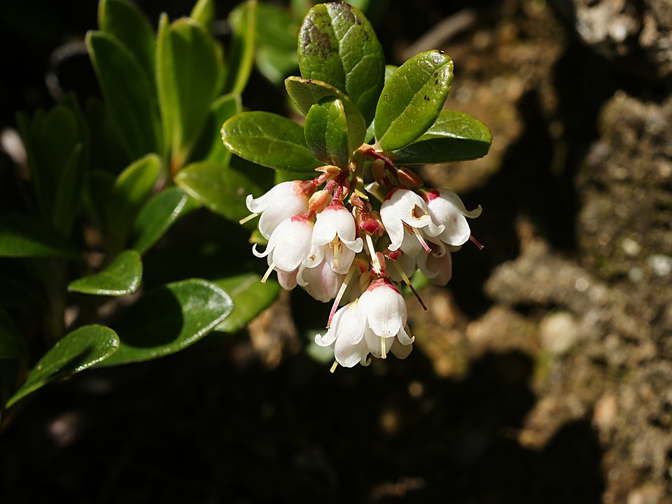 Lingonberry (Vaccinium vitis-idaea) flowers showing small pink urn-shaped blooms