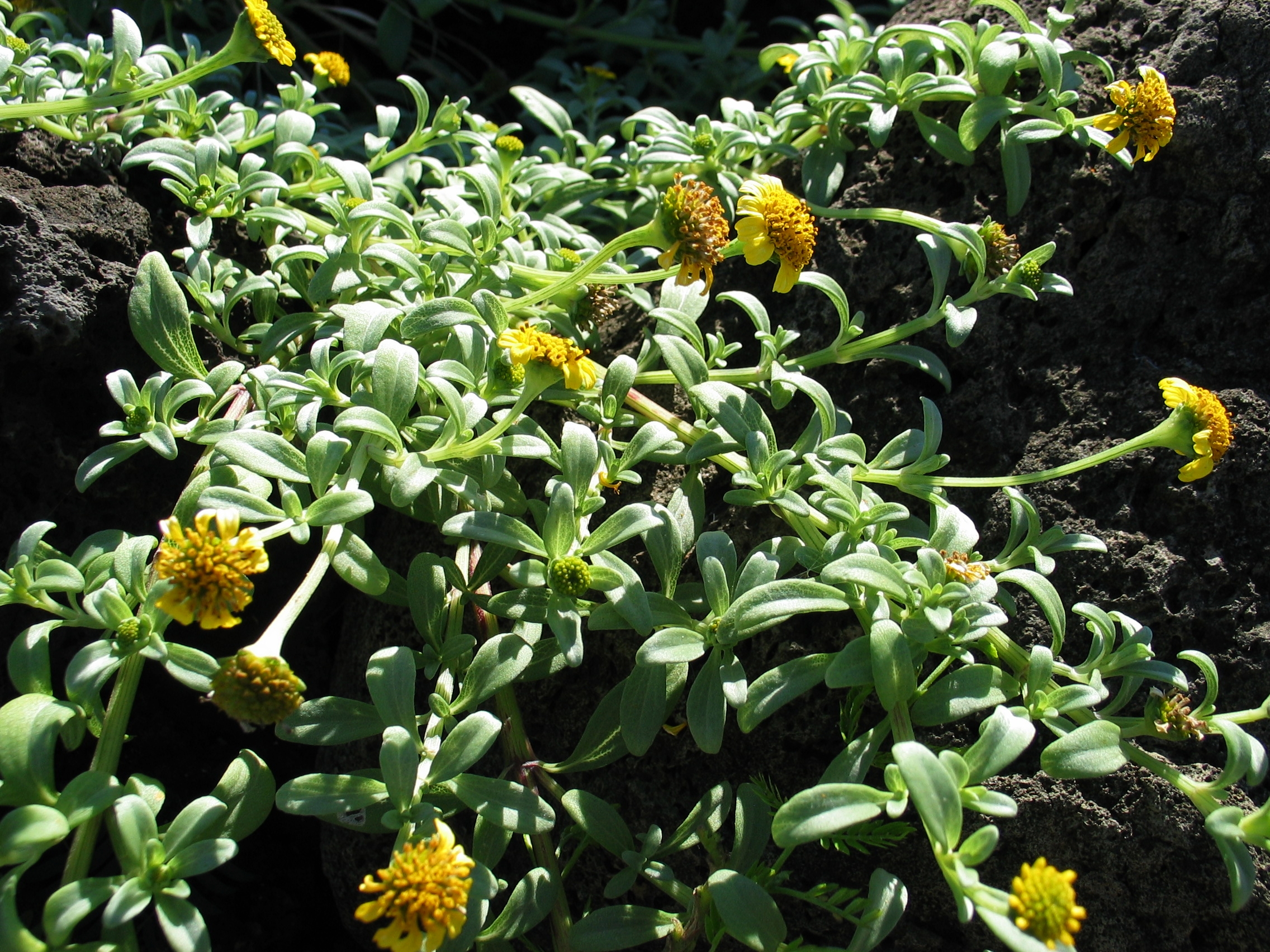 Nehe (Lipochaeta integrifolia) showing small yellow daisy-like flowers on sprawling coastal plant