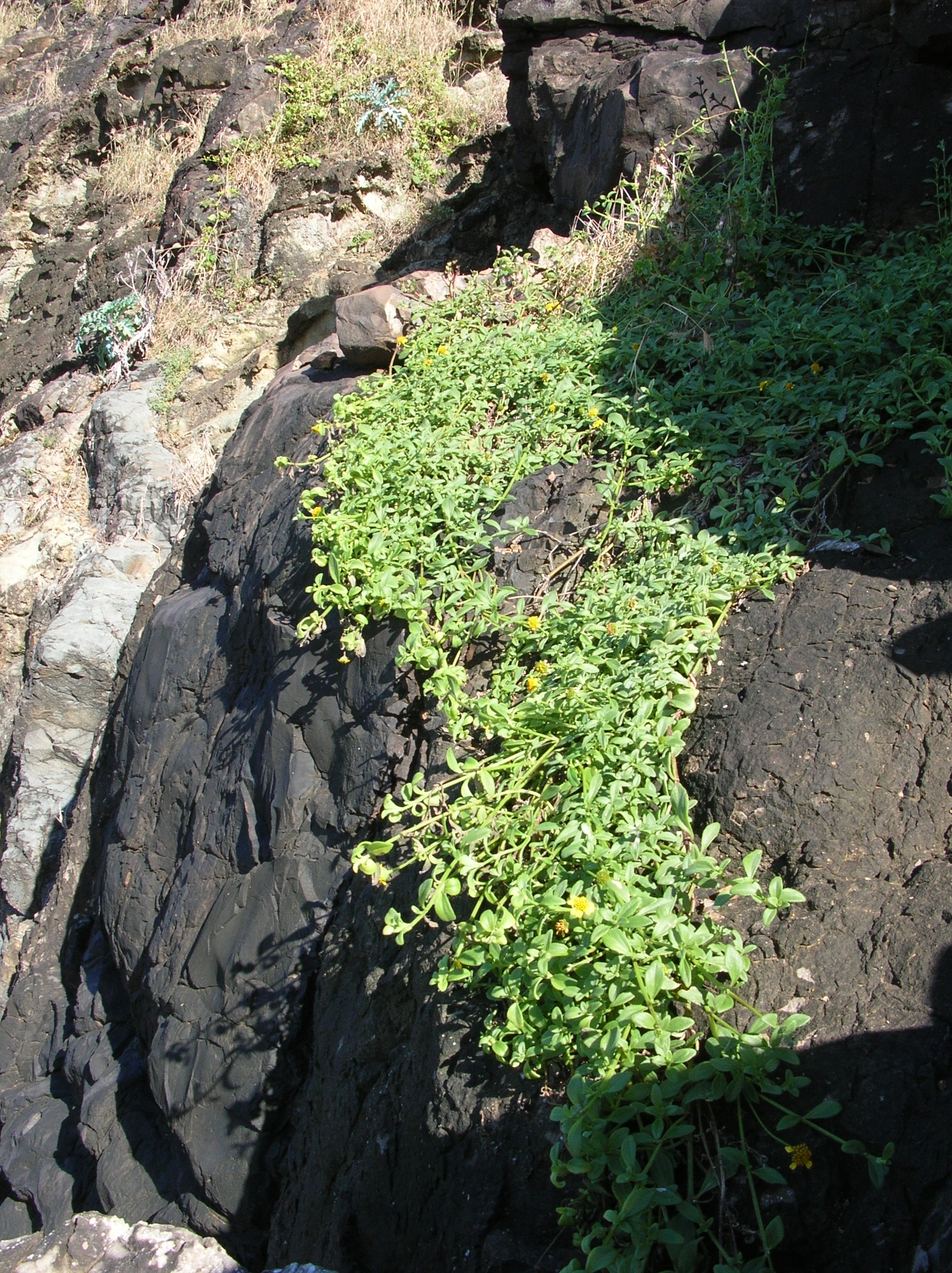 Nehe (Lipochaeta integrifolia) habit showing sprawling growth pattern with yellow flowers in coastal habitat