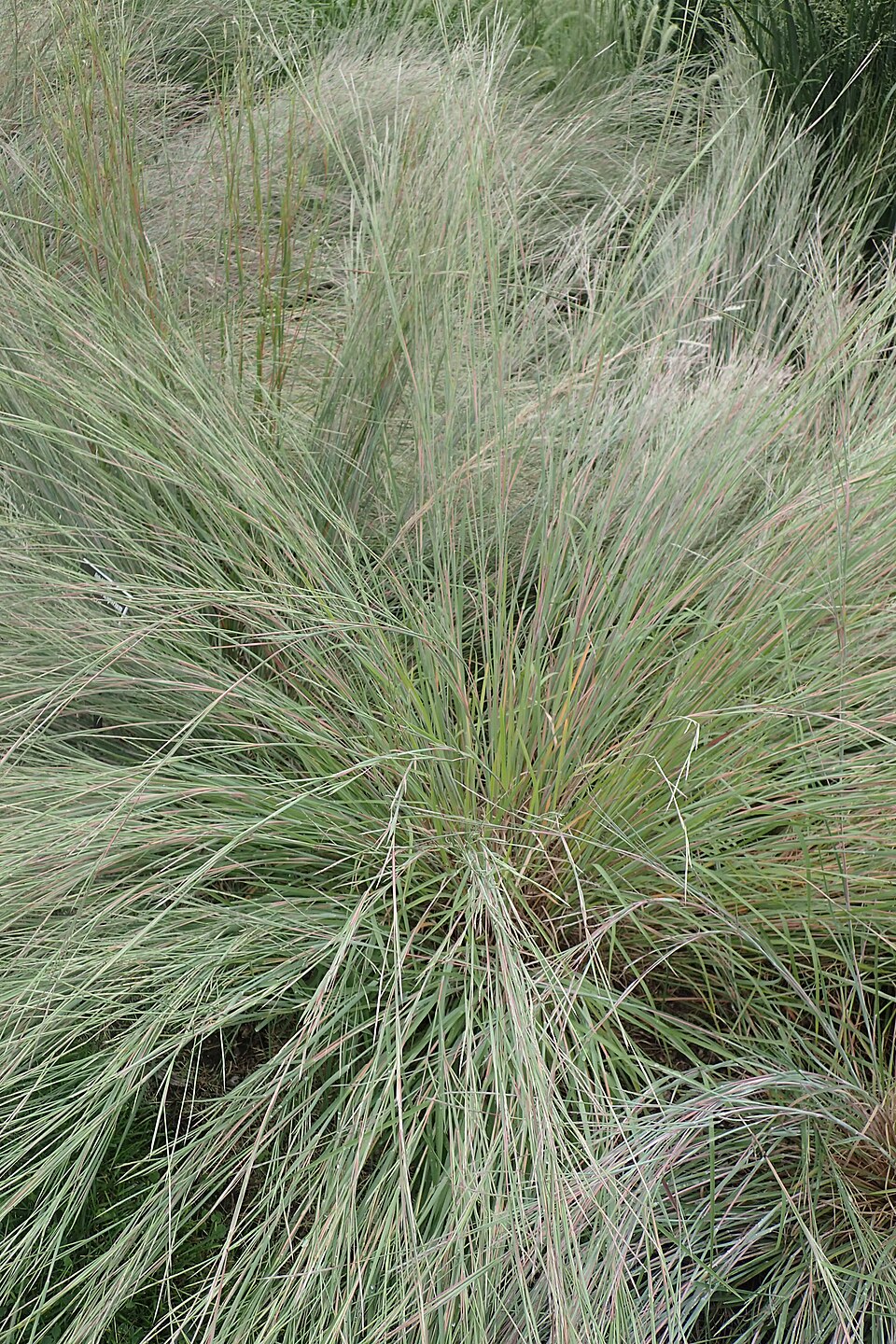 Little Bluestem (Schizachyrium scoparium) showing detailed view of seed heads and foliage structure