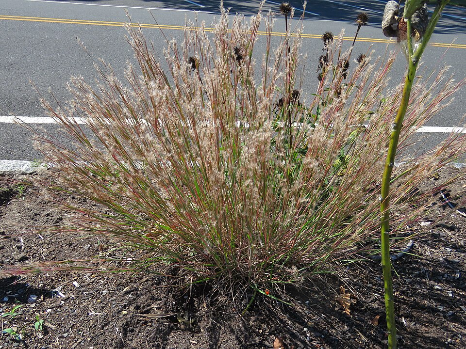 Little Bluestem (Schizachyrium scoparium) prairie grass bunches showing characteristic blue-green foliage and delicate seed heads in natural prairie setting