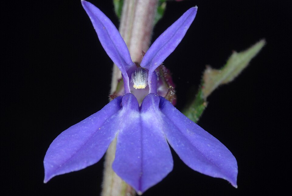 Lobelia (Lobelia puberula) - PlantNative.org Lobelia (Lobelia puberula) flower close-up showing two-lipped tubular blue flowers with detailed petal structure