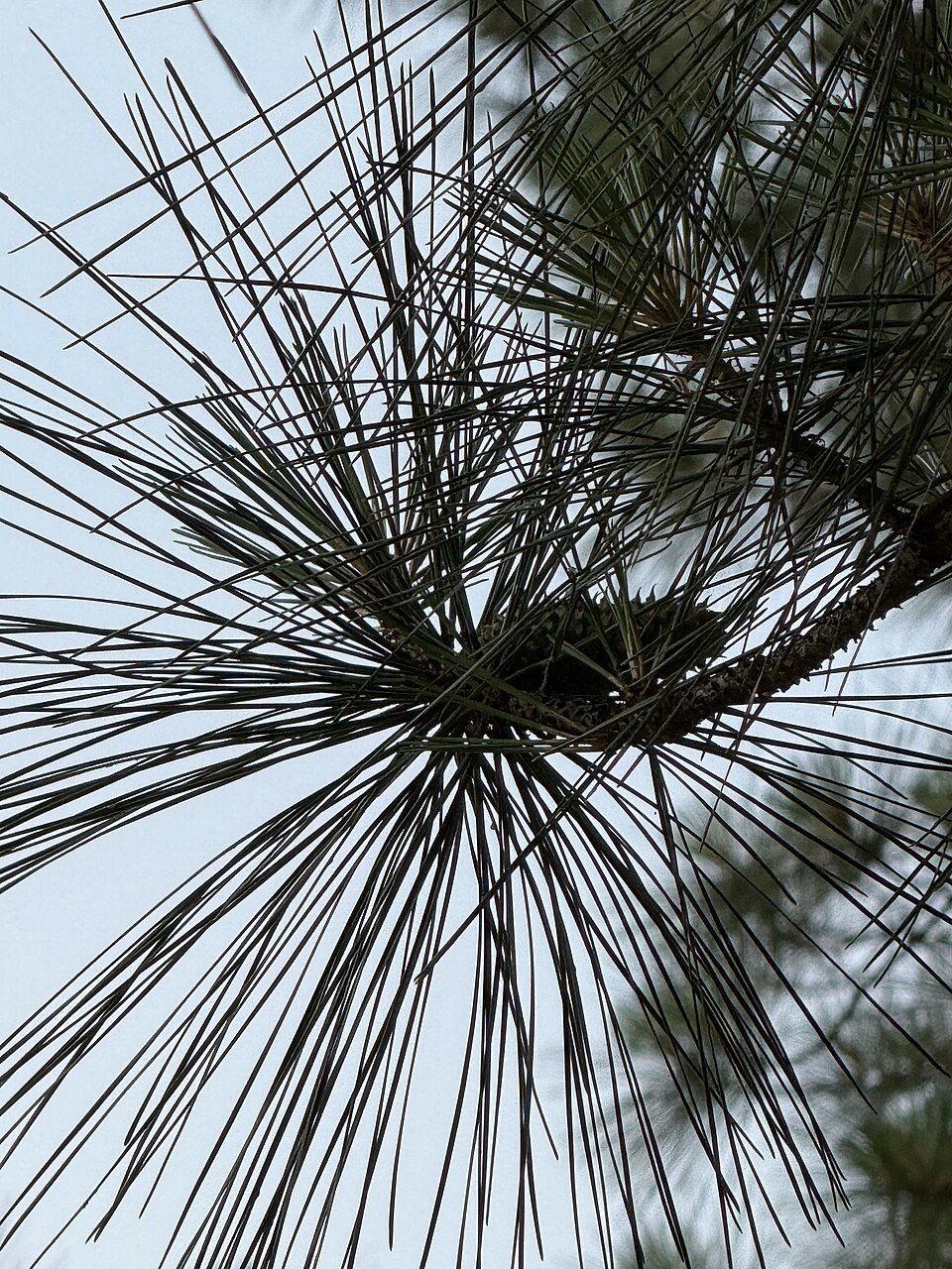 Loblolly Pine (Pinus taeda) - PlantNative.org Loblolly Pine (Pinus taeda) cones and dark green needles in summer