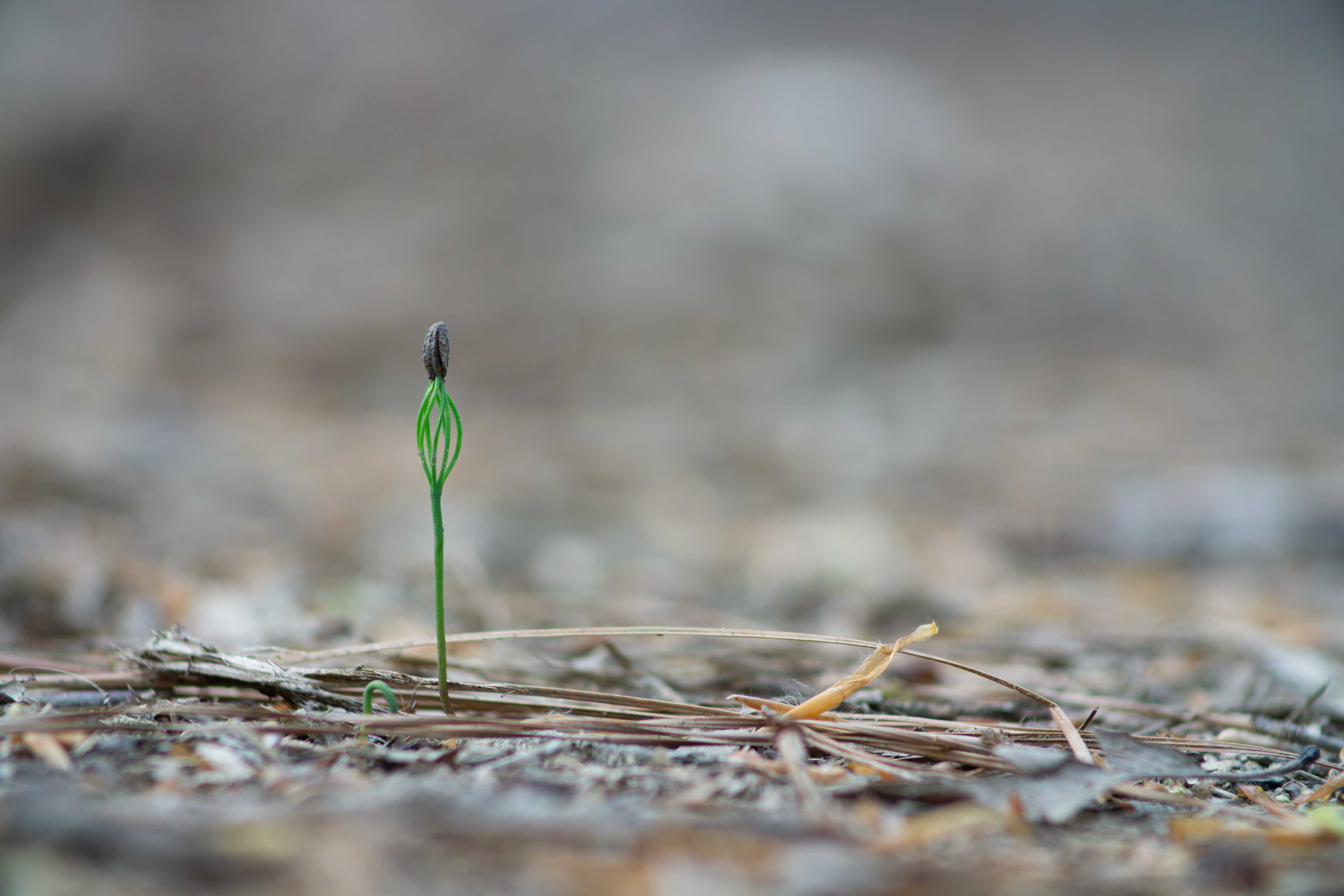 Loblolly Pine (Pinus taeda) - PlantNative.org Loblolly Pine (Pinus taeda) showing full tree form with straight trunk