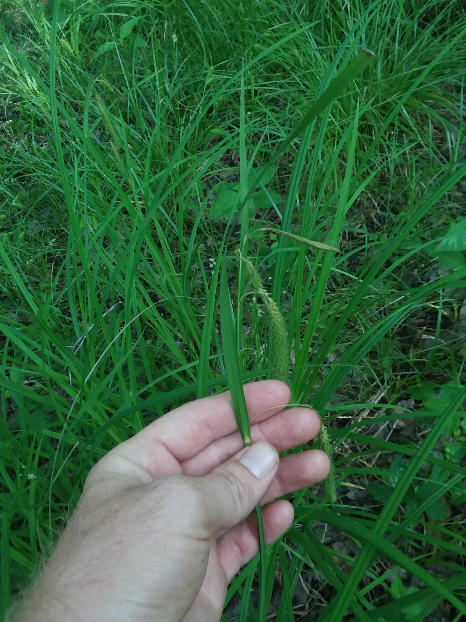Long Hair Sedge (Carex crinita) - PlantNative.org Long Hair Sedge (Carex crinita) showing gracefully drooping, hair-like seed spikes in wetland habitat