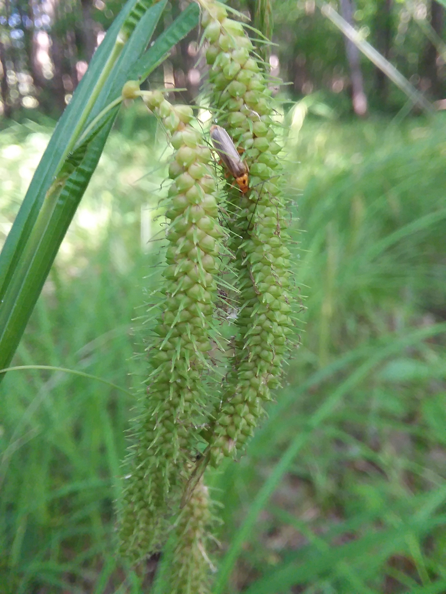 Long Hair Sedge (Carex crinita) - PlantNative.org Long Hair Sedge (Carex crinita) close-up of the distinctive pendulous seed spikes