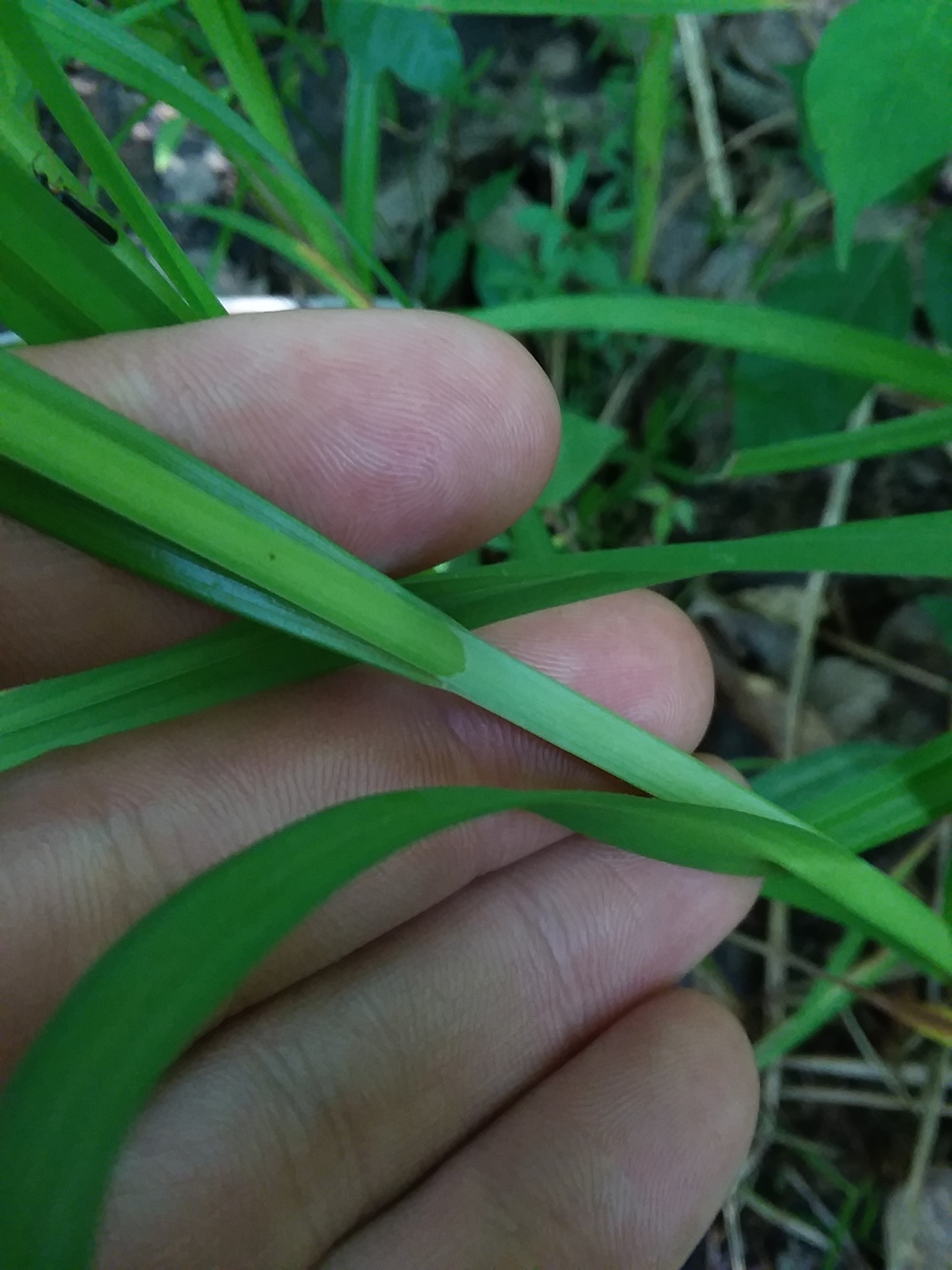 Long Hair Sedge (Carex crinita) - PlantNative.org Long Hair Sedge (Carex crinita) dense clump showing arching foliage and multiple seed spike clusters