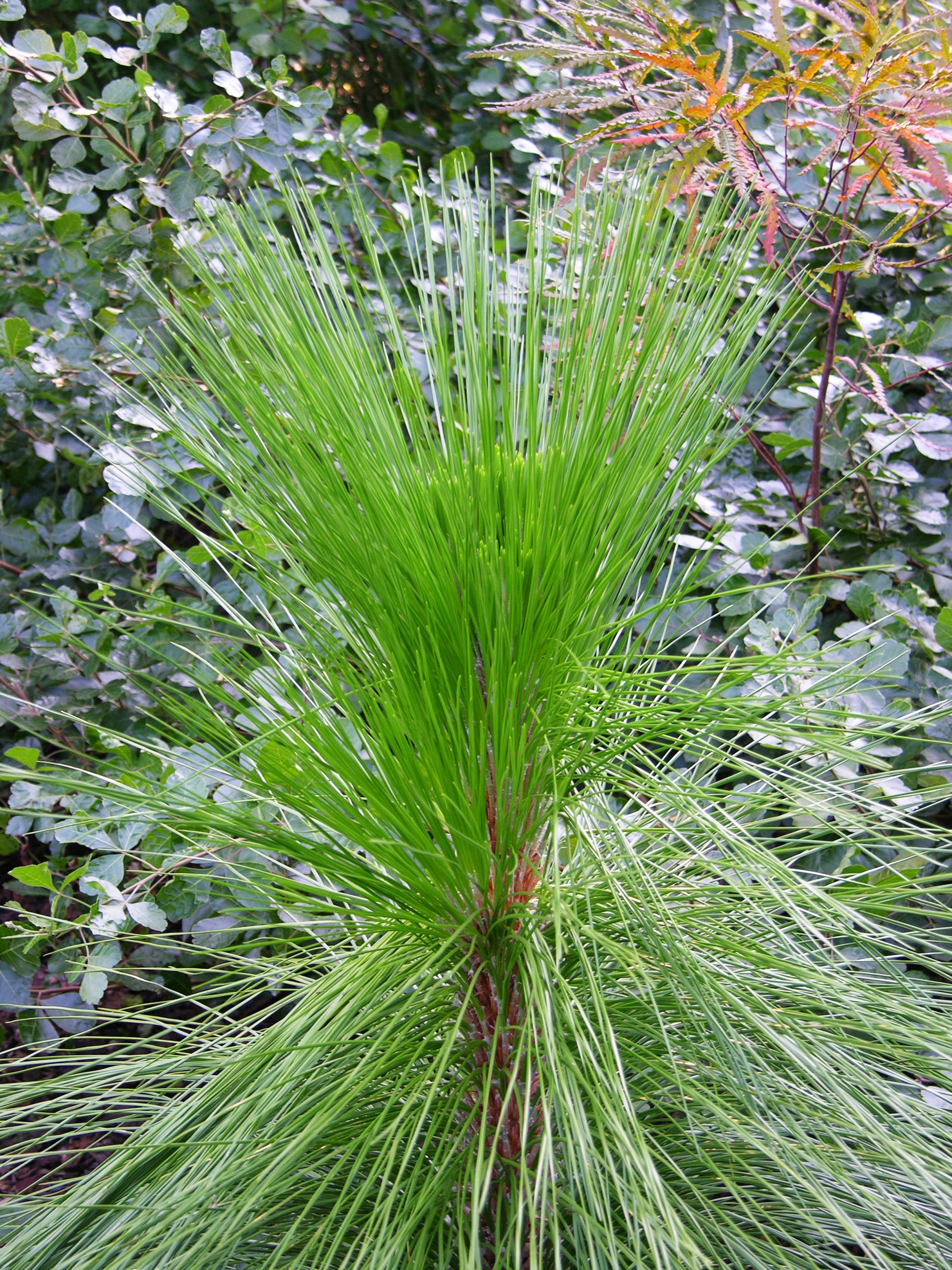 Longleaf Pine (Pinus palustris)