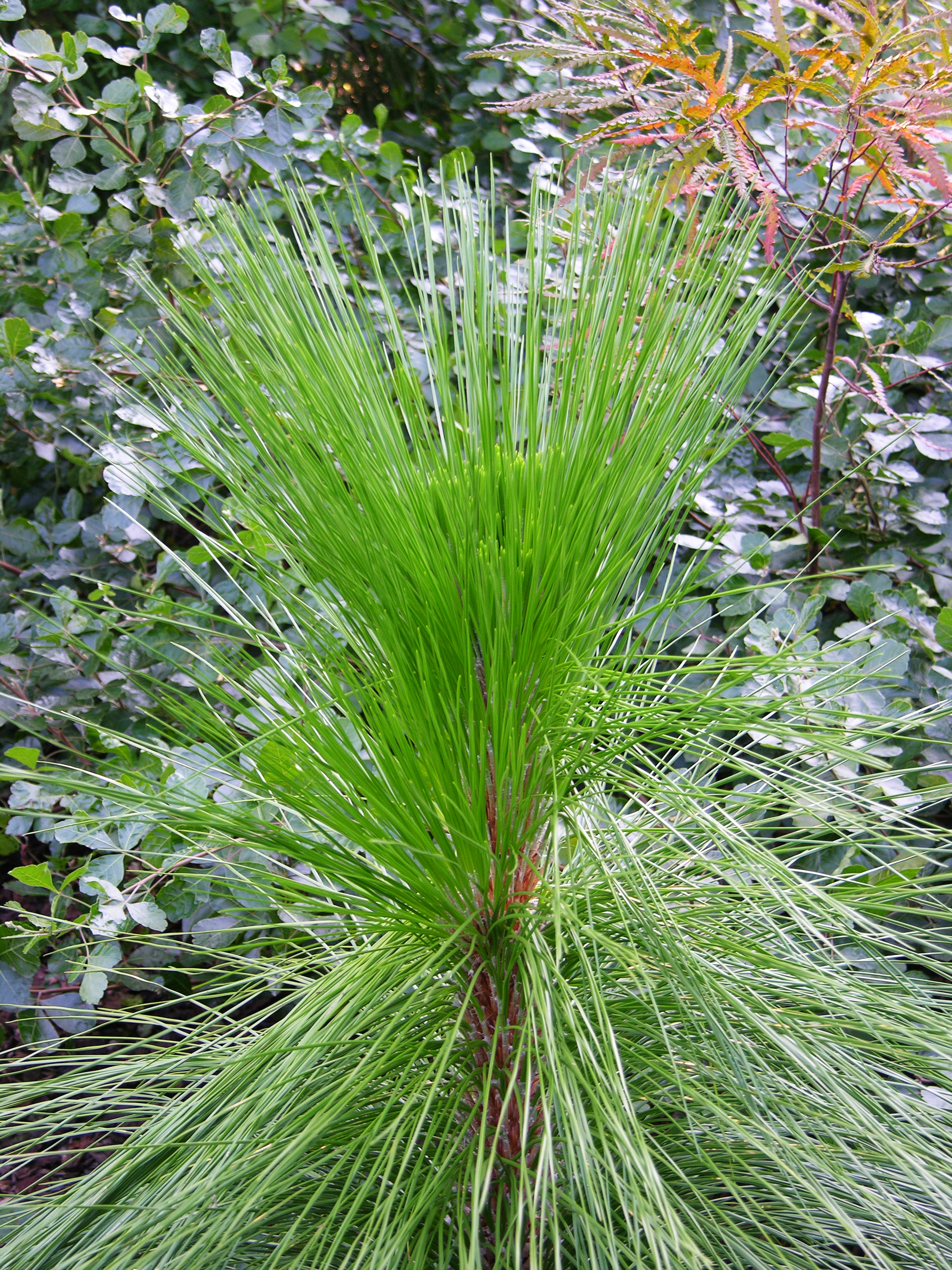 Longleaf Pine (Pinus palustris) - PlantNative.org Longleaf Pine (Pinus palustris) in its native habitat