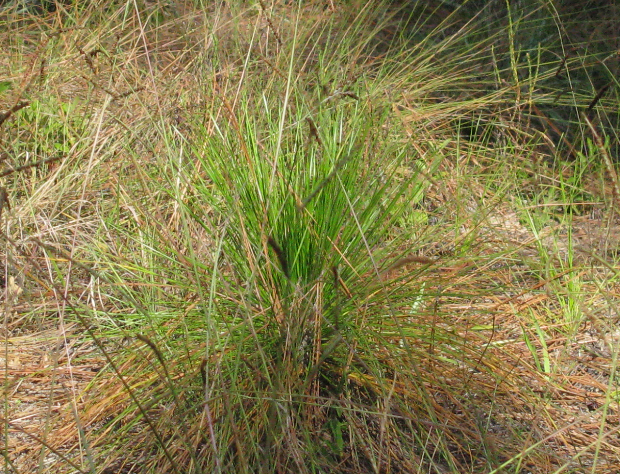 Longleaf Pine (Pinus palustris) - PlantNative.org Longleaf Pine (Pinus palustris) detail