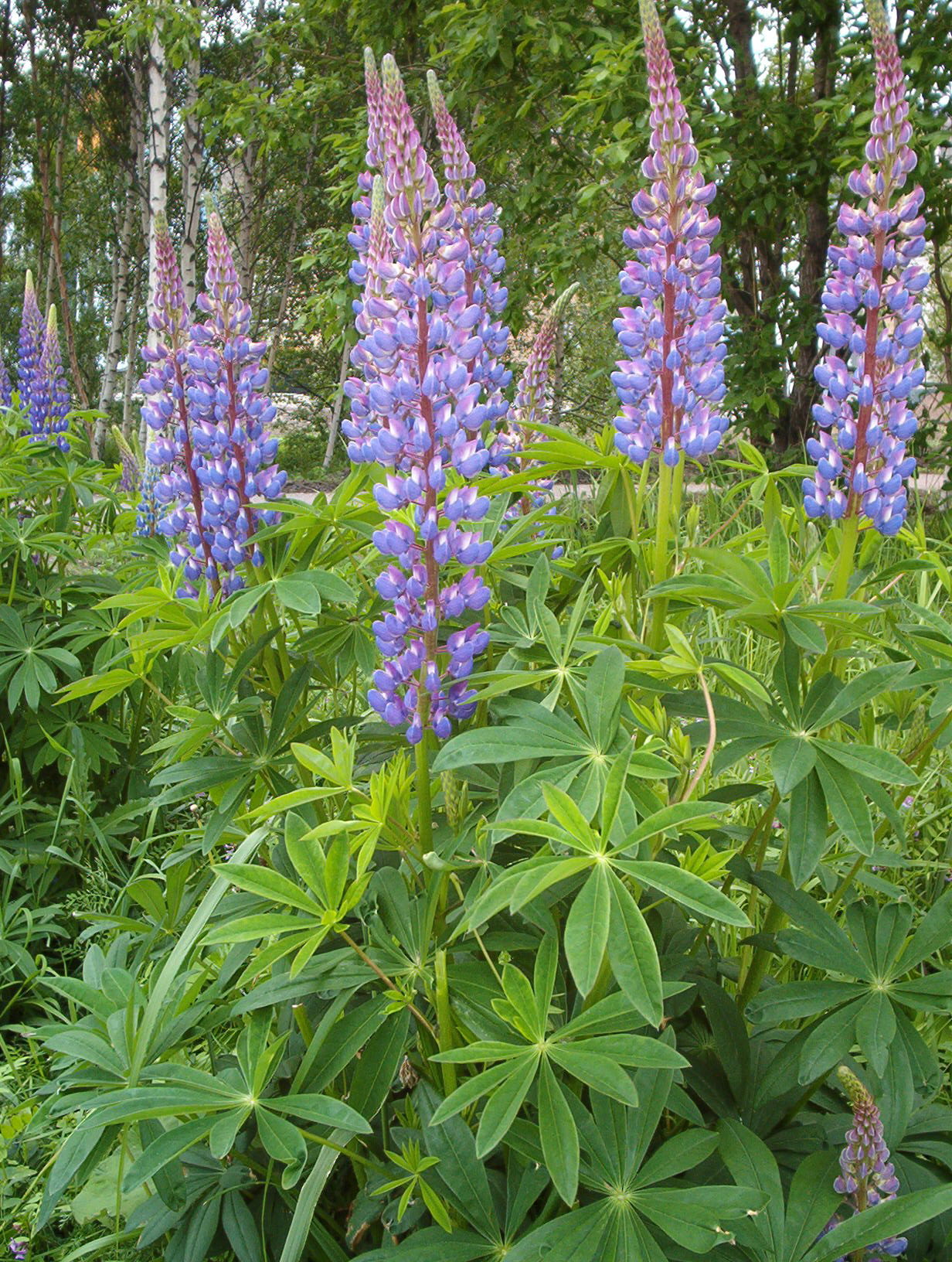 Big Leaf Lupine purple-blue flower spikes rising majestically in natural woodland habitat