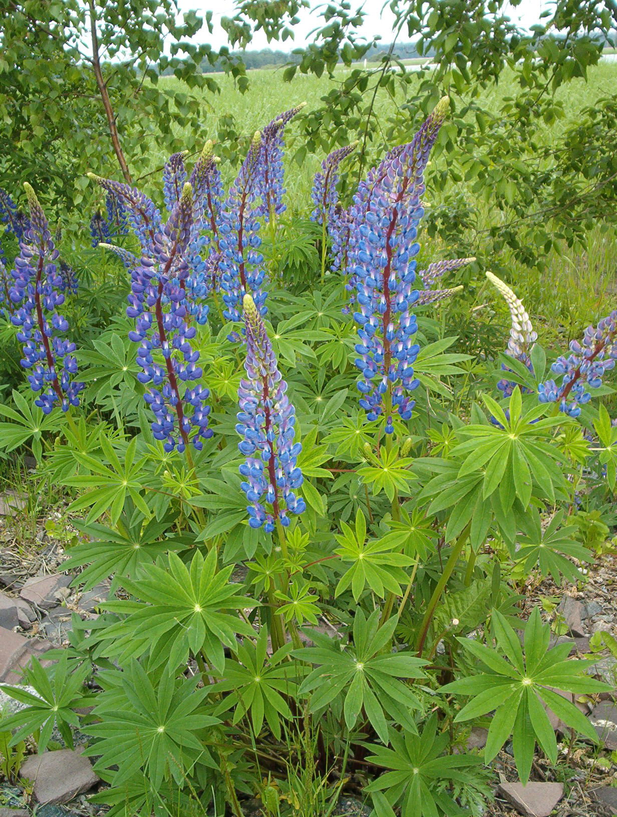 Close-up view of Big Leaf Lupine showing distinctive palmate compound leaves and developing flower raceme
