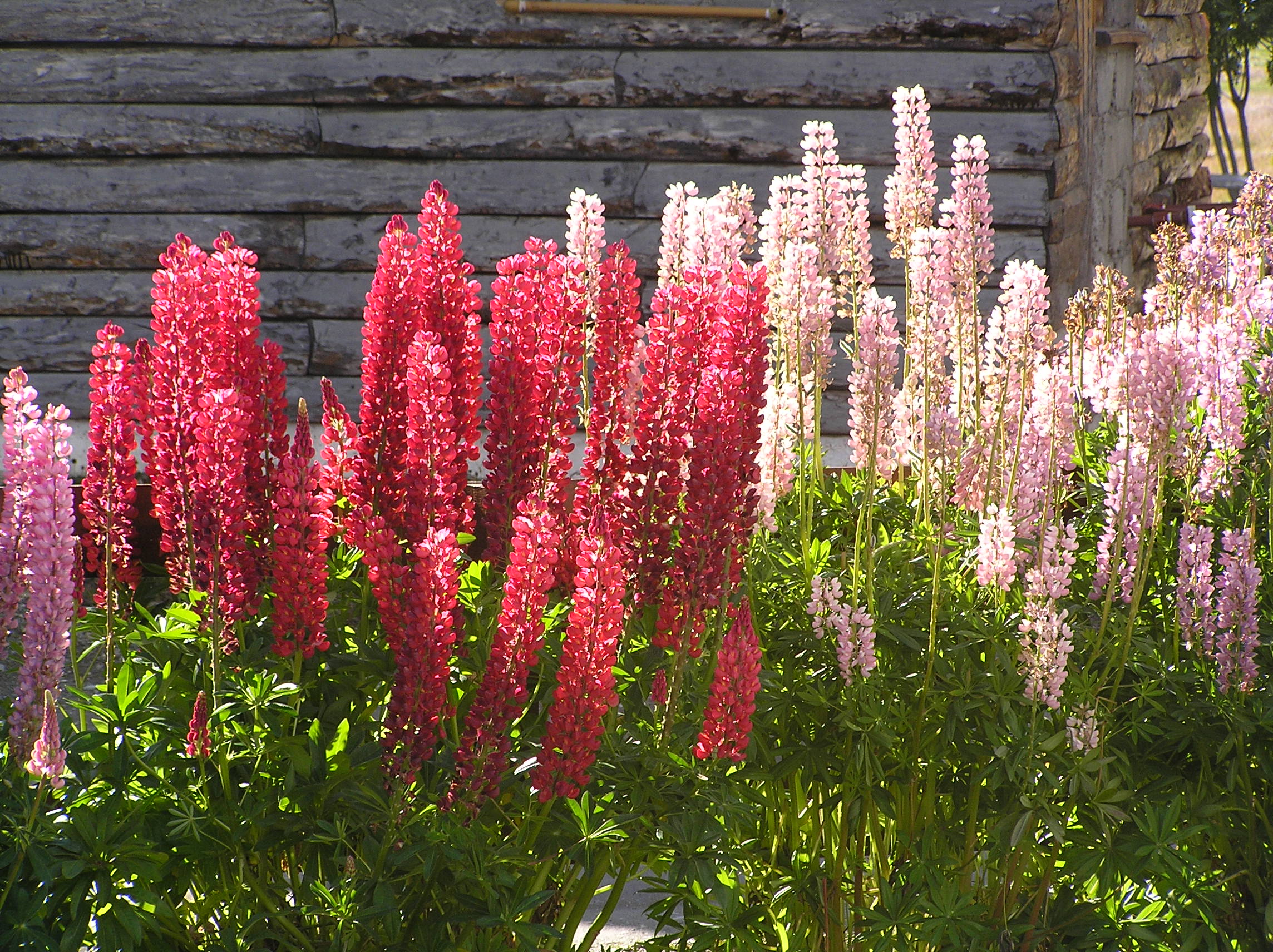Colorful garden cultivars of Big Leaf Lupine showing the range of flower colors from purple to pink to yellow