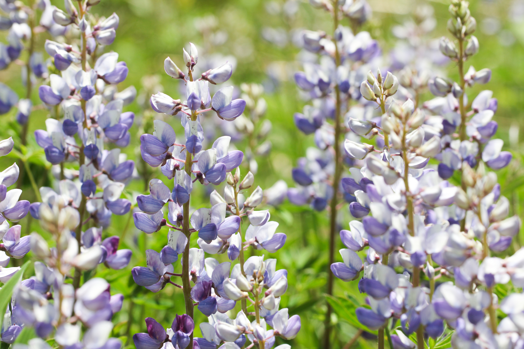 Wild Blue Lupine (Lupinus perennis) showing vivid blue-violet flower spikes above palmate leaves