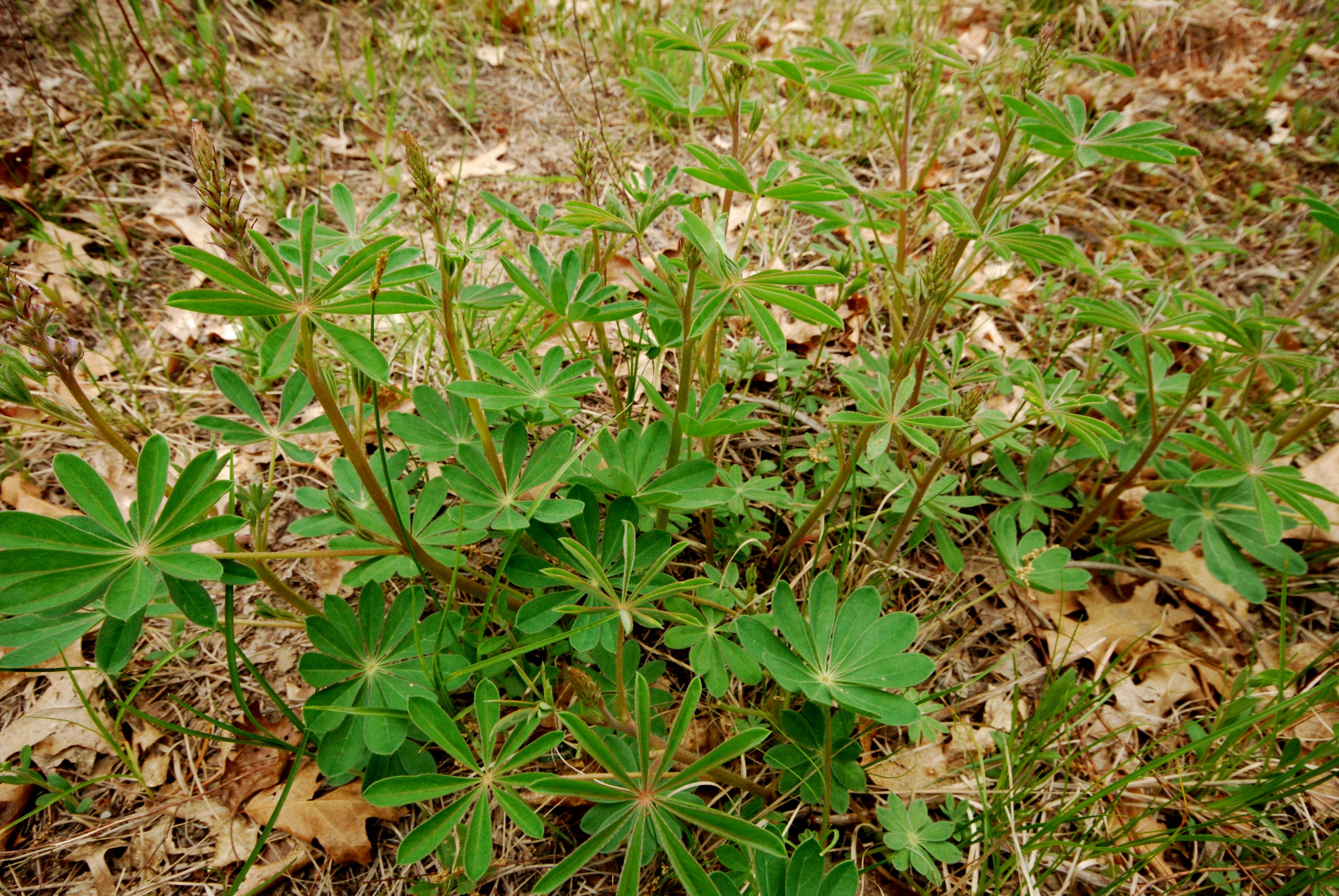 Wild Blue Lupine (Lupinus perennis) buds and opening flowers on upright spike