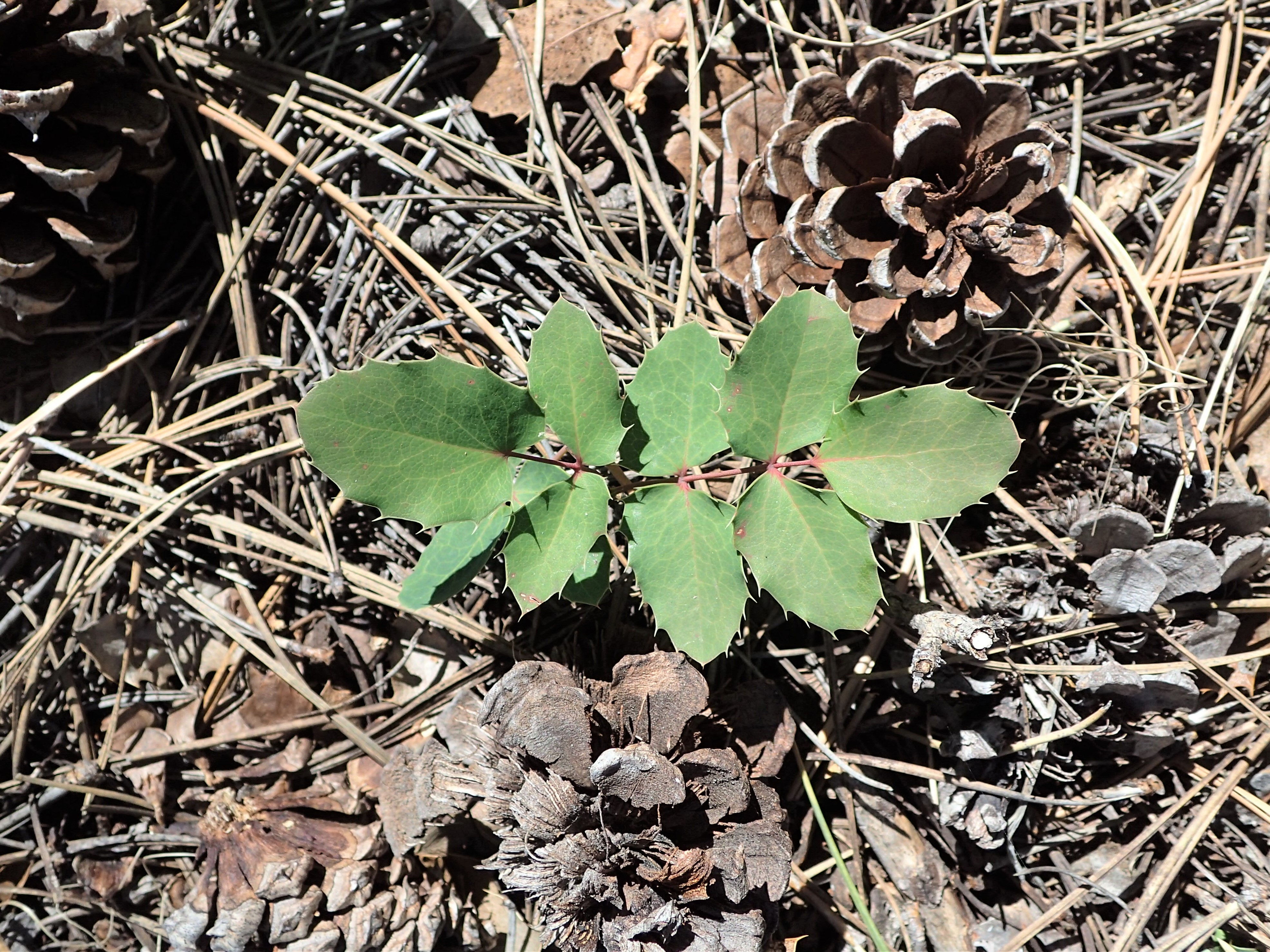 Creeping Oregon Grape (Mahonia repens) showing holly-like leaves and yellow flowers