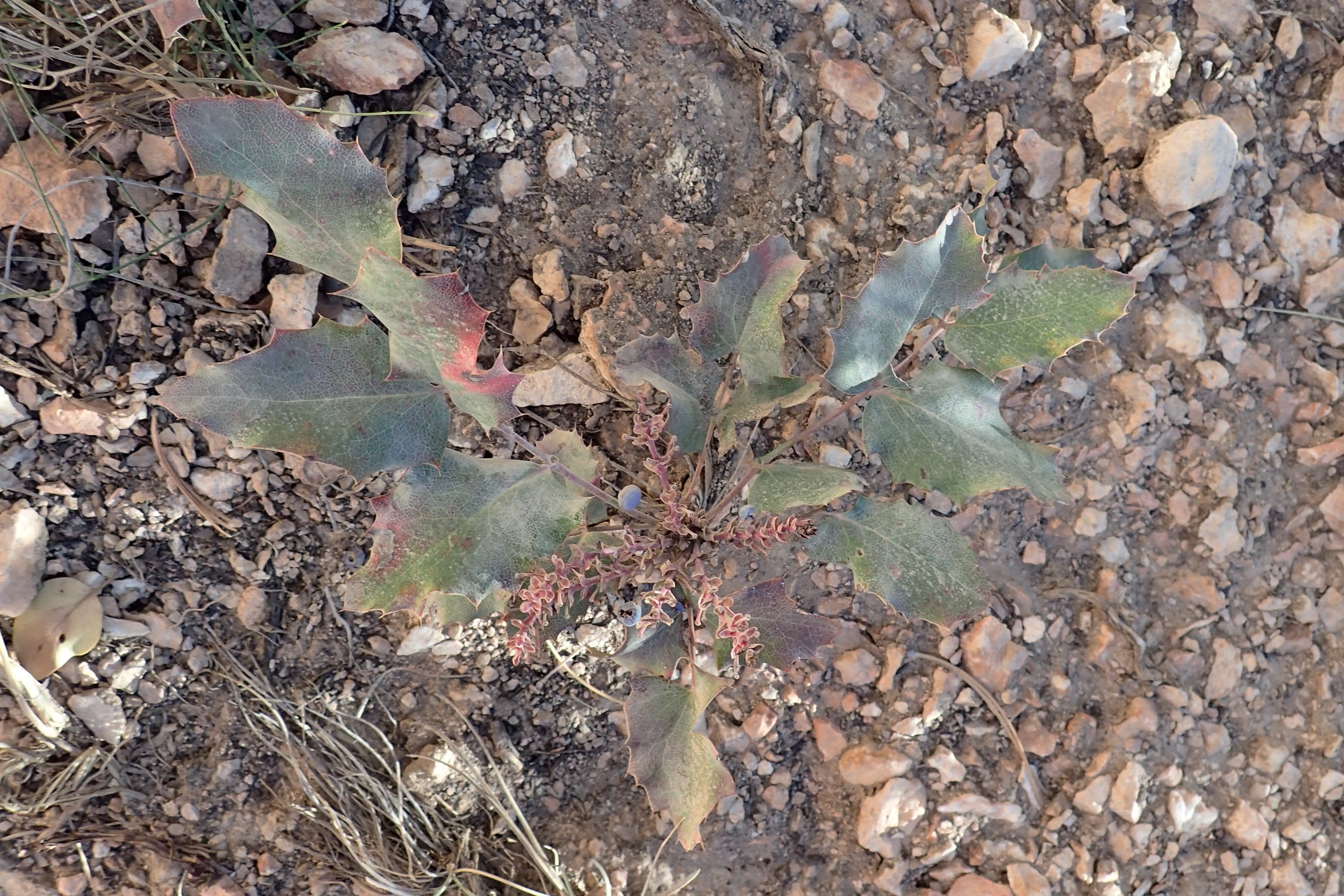 Creeping Oregon Grape (Mahonia repens) showing blue-purple berry clusters among holly-like leaves