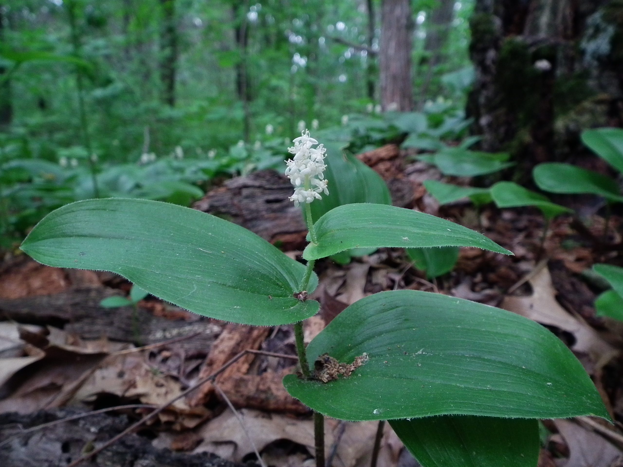 May Lily (Maianthemum canadense)