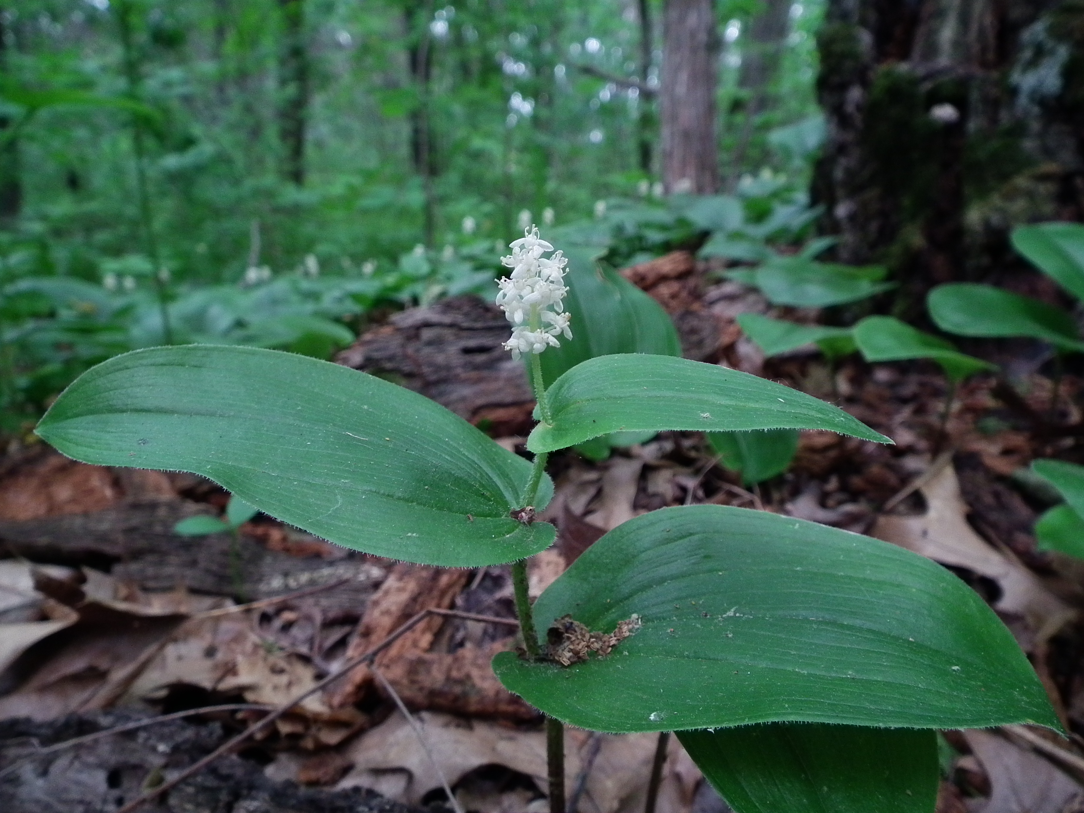 May Lily (Maianthemum canadense) showing white flowers and broad leaves on forest floor