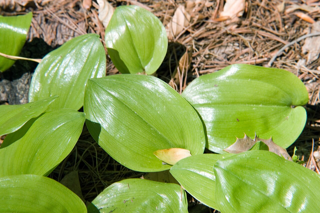 May Lily (Maianthemum canadense) close-up of white flower raceme