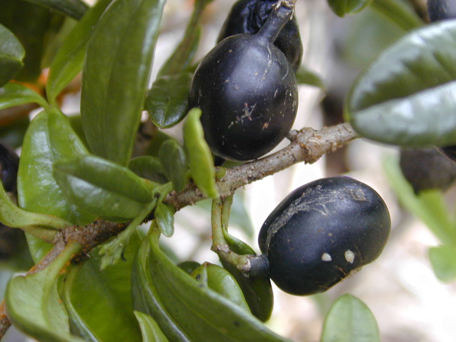 Maile (Alyxia oliviformis) glossy leaves on native forest vine, Hawaii