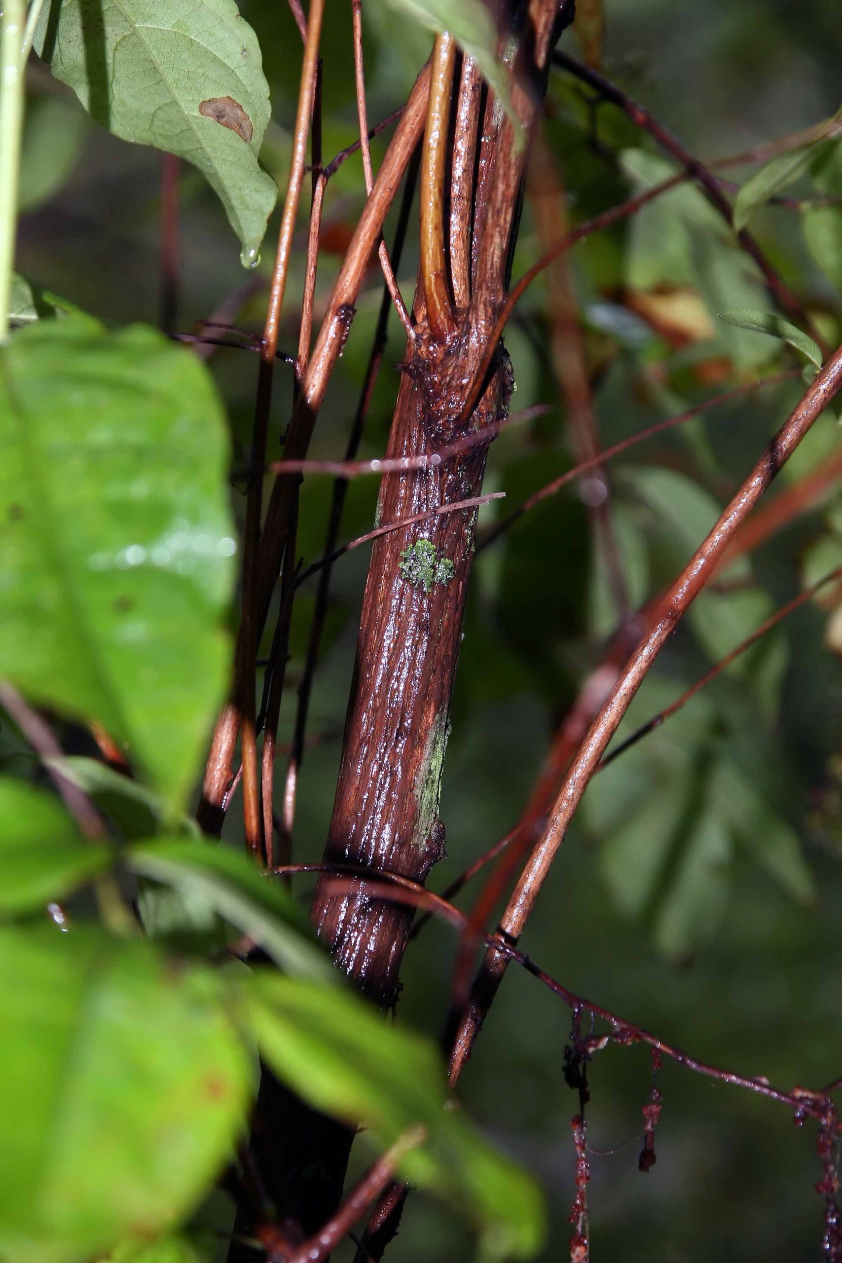 Maleberry (Lyonia ligustrina)